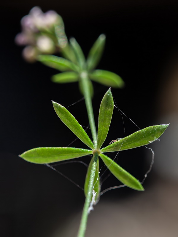 Galium rosellum.20