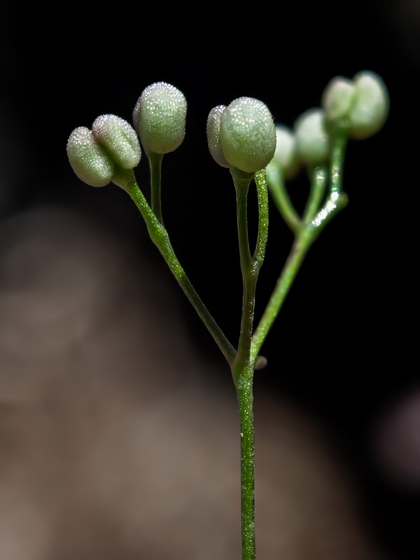 Galium rosellum.21