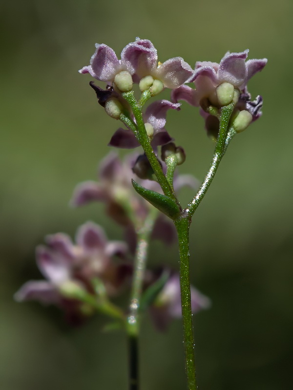 Galium rosellum.17
