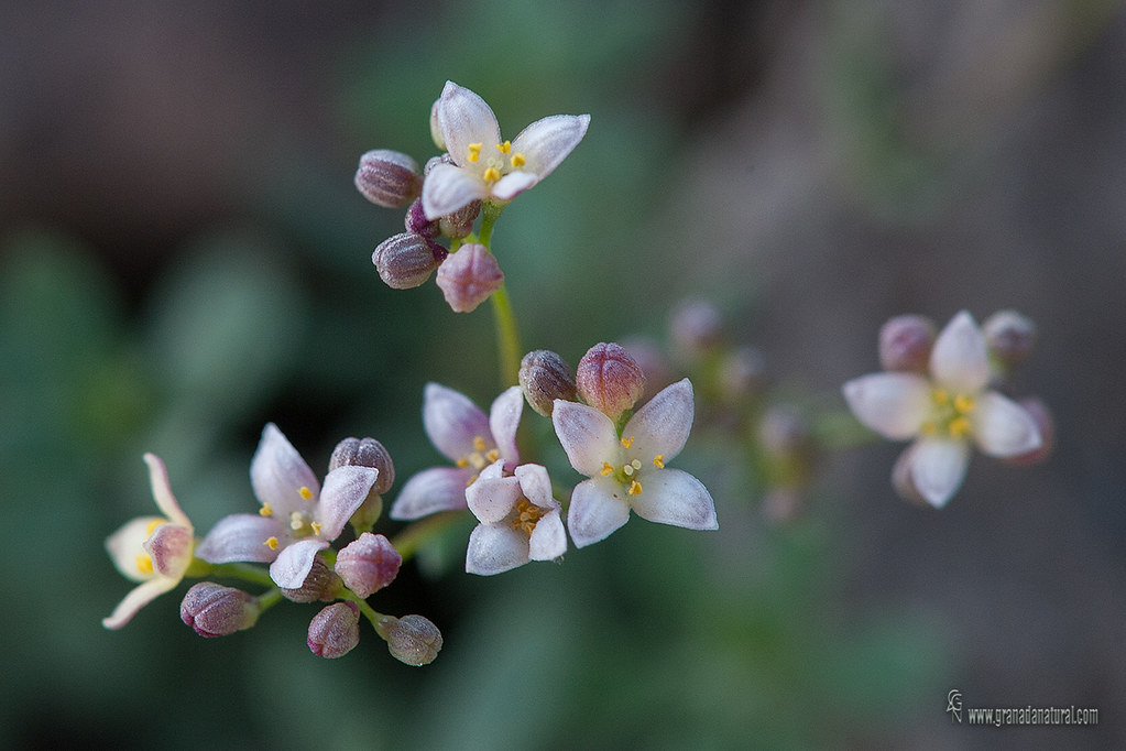 Gallium rosellum