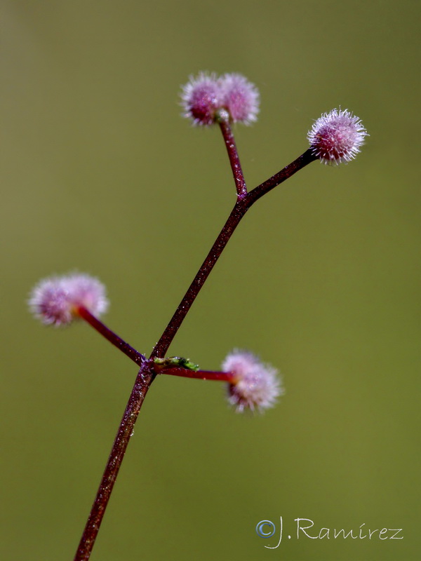 Galium scabrum Galium scabrum.13