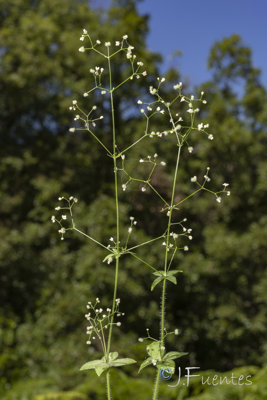 Galium scabrum.01