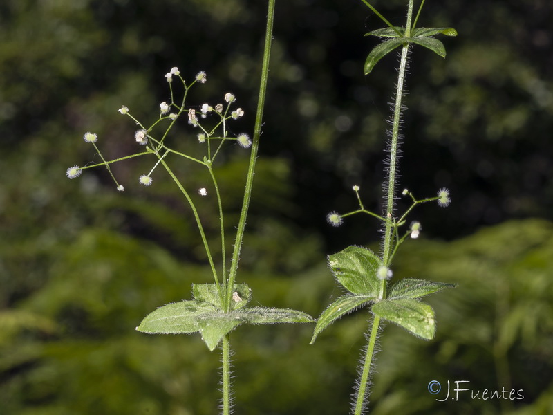 Galium scabrum.02
