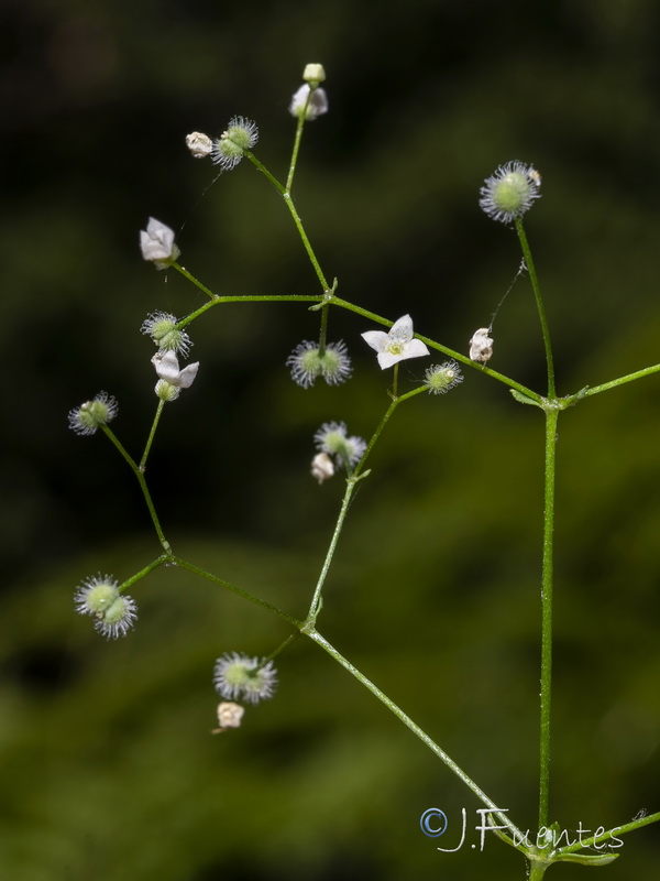 Galium scabrum.04
