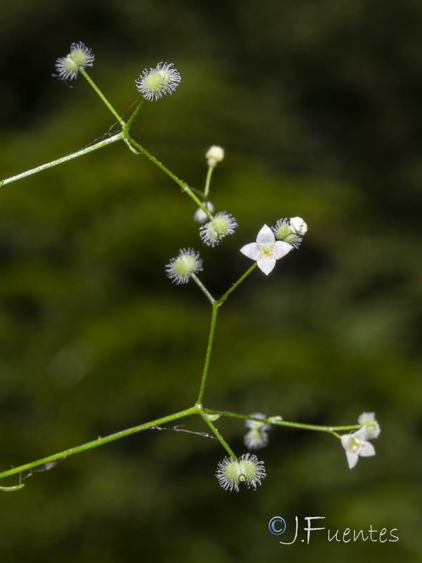 Galium scabrum.05