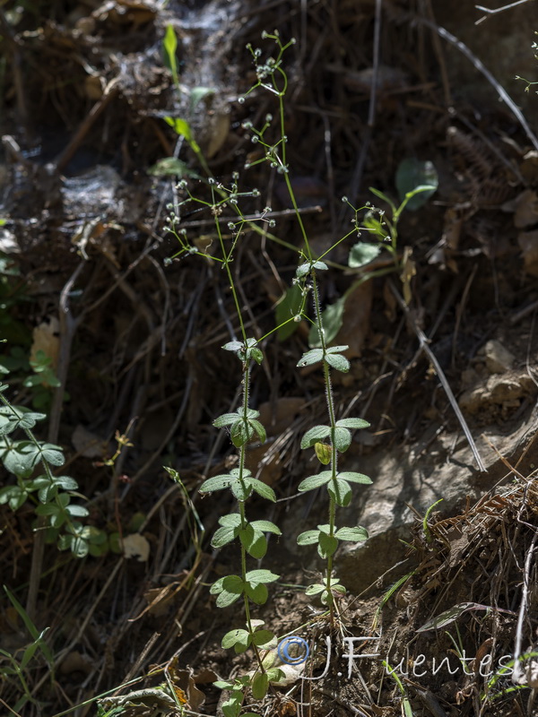 Galium scabrum.06