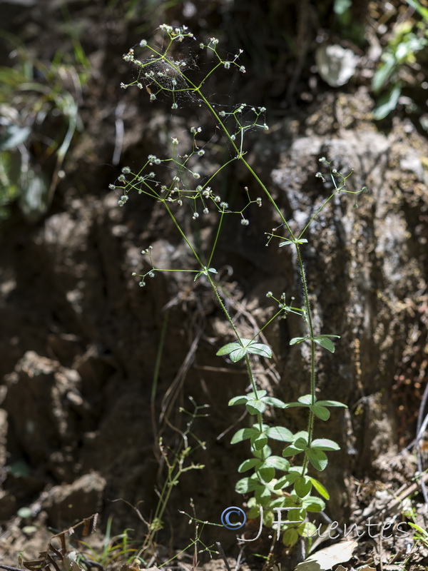 Galium scabrum.07