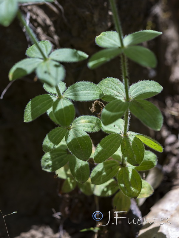Galium scabrum.08