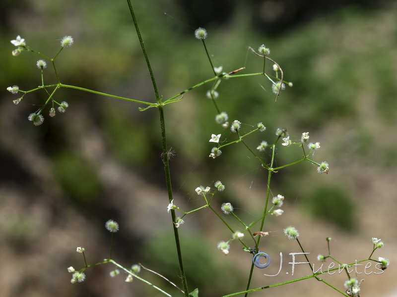Galium scabrum.09