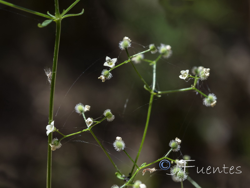 Galium scabrum.10