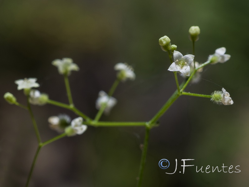 Galium scabrum.12