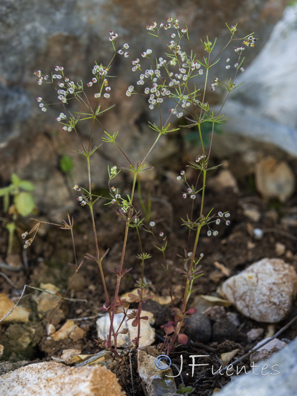 Galium setaceum.01