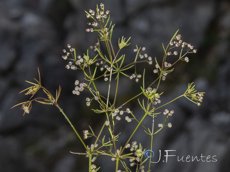 Galium setaceum.05