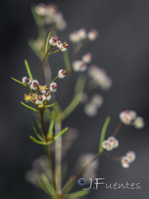 Galium setaceum.06