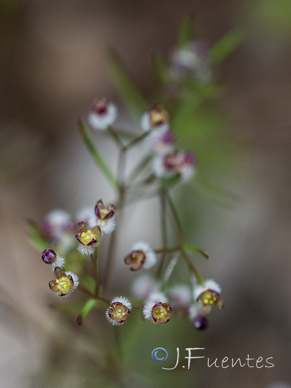 Galium setaceum.07