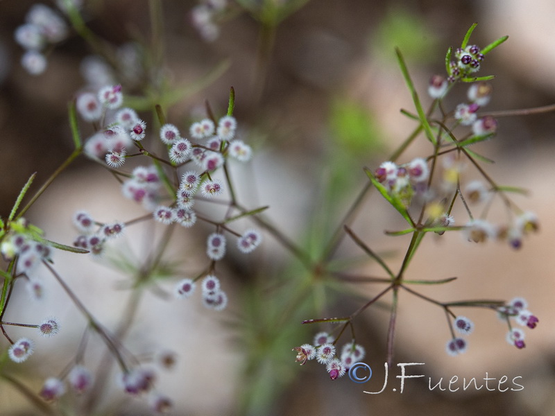 Galium setaceum.08