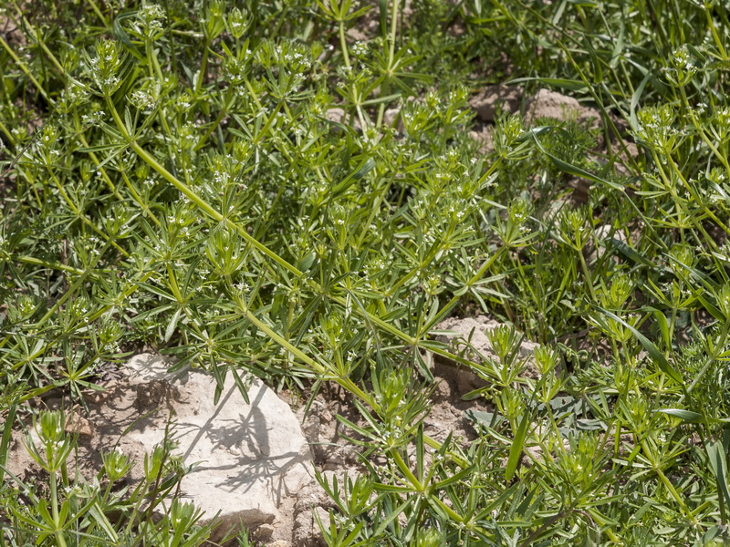 Galium tricornutum.01