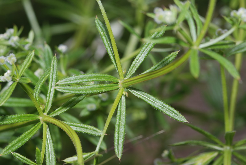 Galium tricornutum.04