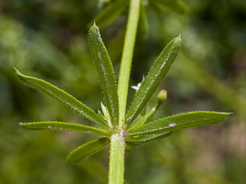 Galium tricornutum.05