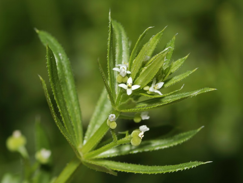 Galium tricornutum.06