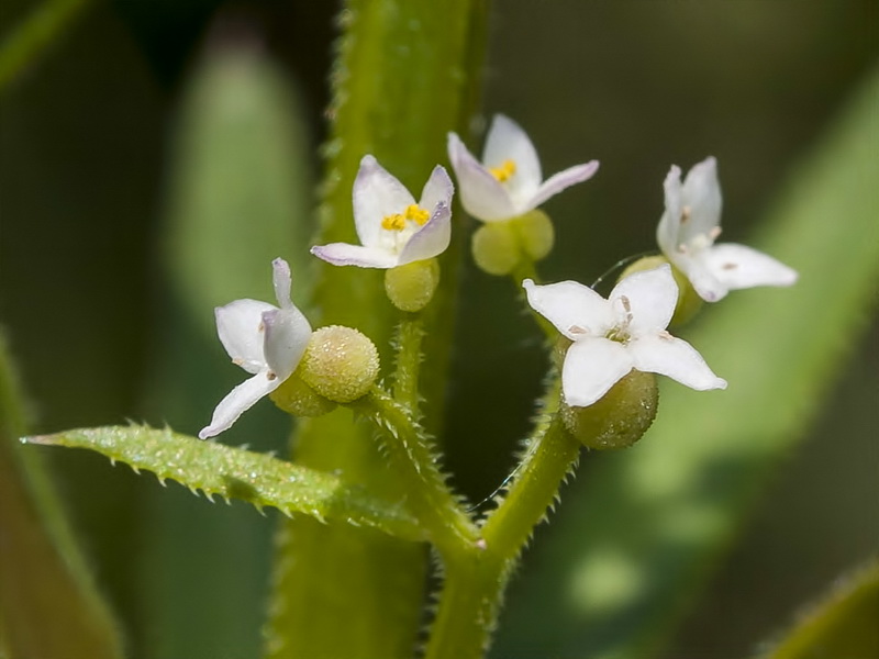 Galium tricornutum.07