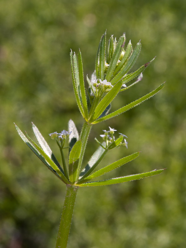 Galium tricornutum.08