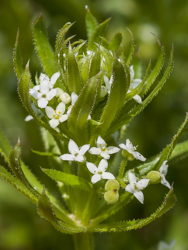 Galium tricornutum.10