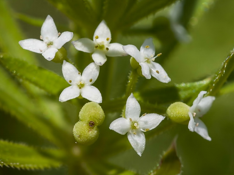 Galium tricornutum.13