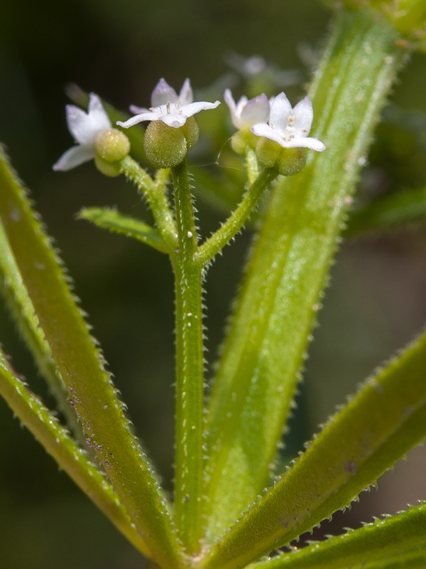 Galium tricornutum.16