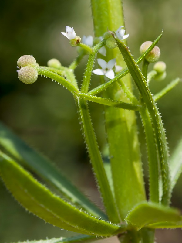 Galium tricornutum.17