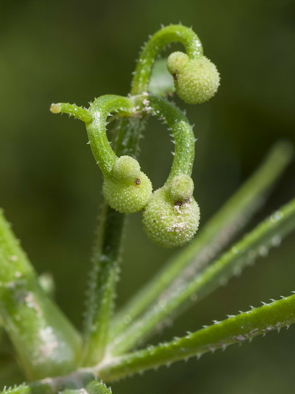 Galium tricornutum.18