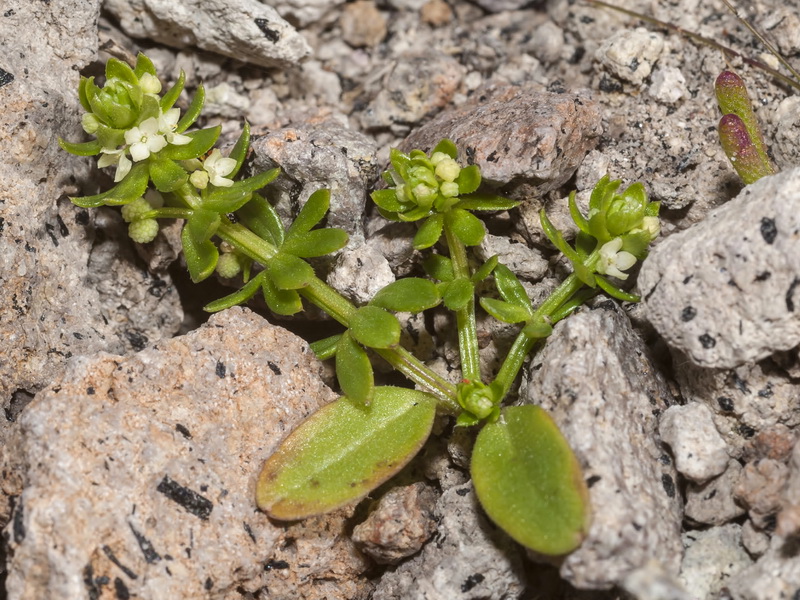 Galium verrucosum verrucosum.01