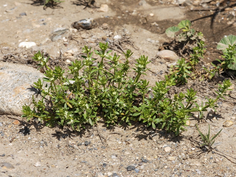Galium verrucosum verrucosum.02