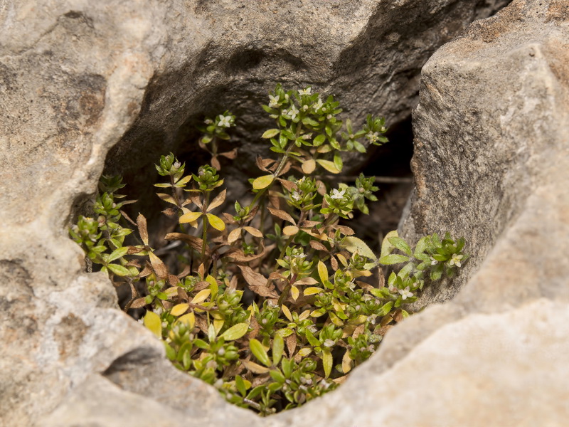 Galium verrucosum verrucosum.03