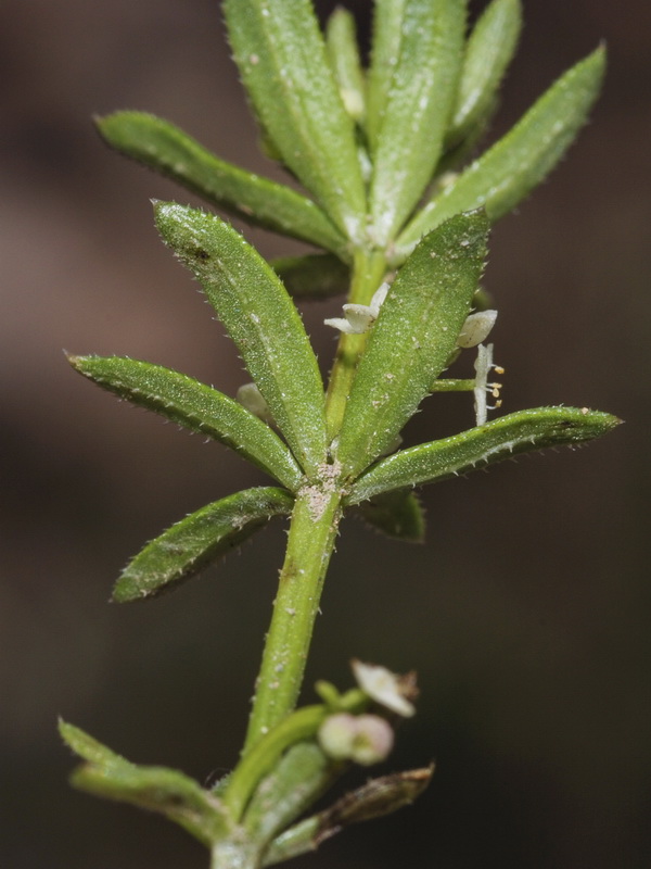 Galium verrucosum verrucosum.07