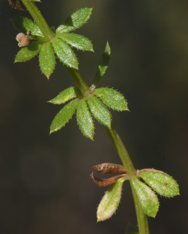 Galium verrucosum verrucosum.09