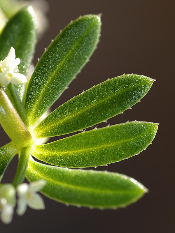 Galium verrucosum verrucosum.10
