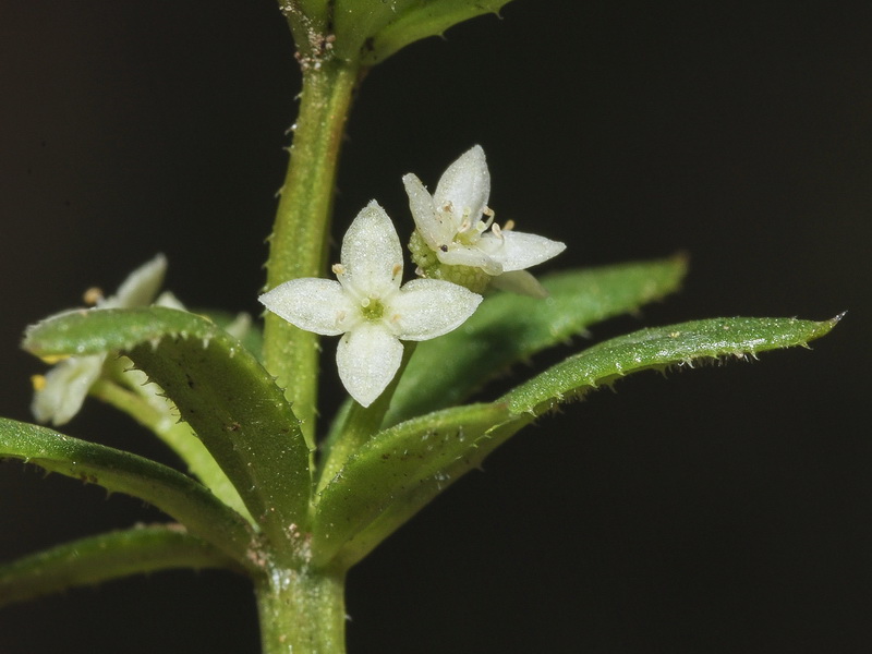 Galium verrucosum verrucosum.14