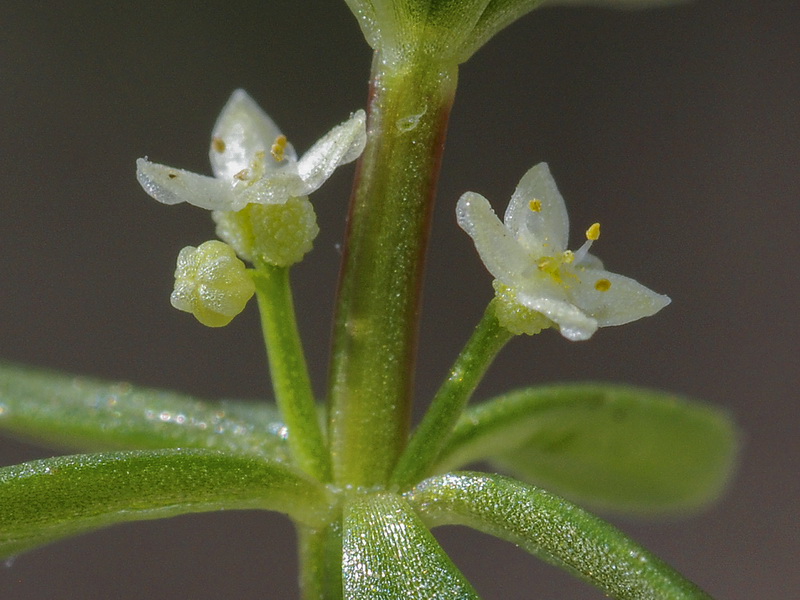 Galium verrucosum verrucosum.16