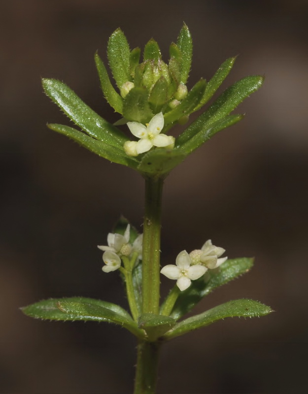 Galium verrucosum verrucosum.17