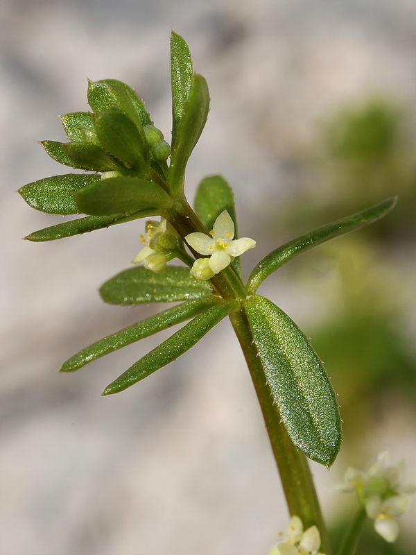 Galium verrucosum verrucosum.20