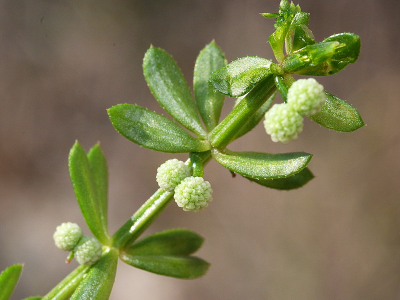 Galium verrucosum verrucosum.24