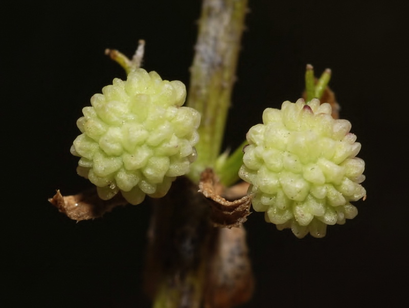 Galium verrucosum verrucosum.28