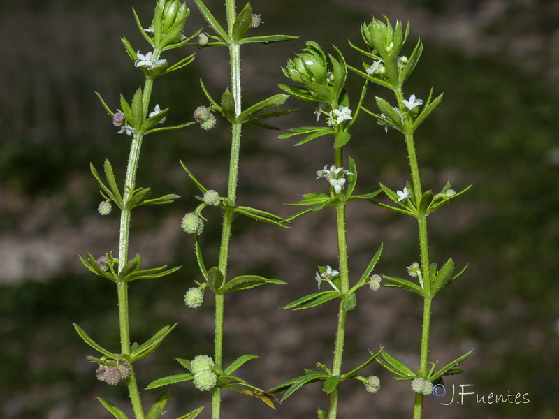 Galium verrucosum verrucosum.30