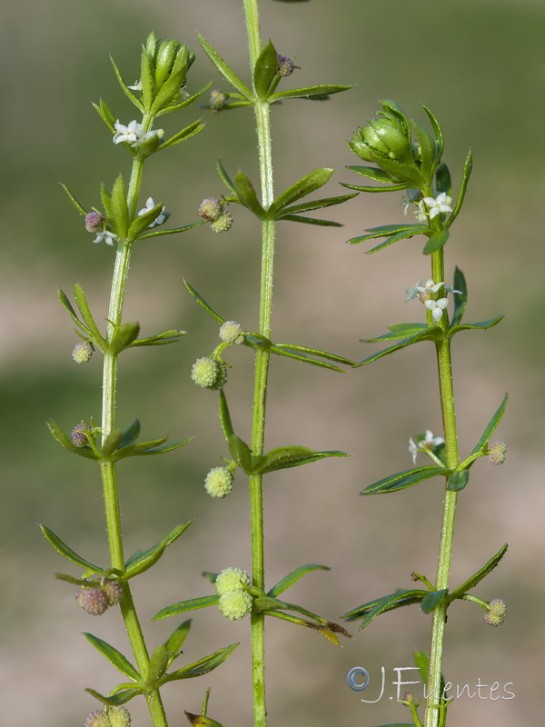 Galium verrucosum verrucosum.32