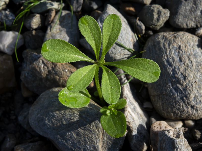 Galium verrucosum verrucosum.33