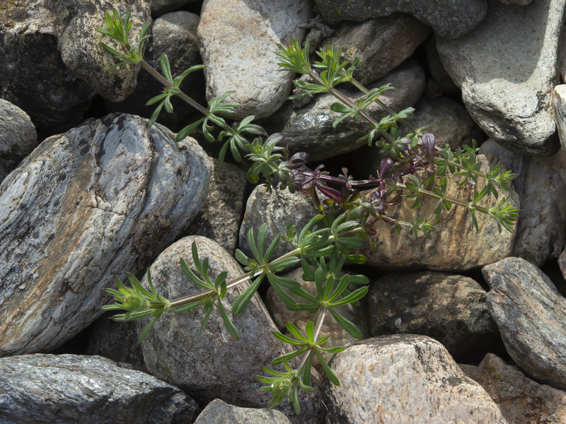 Galium verrucosum verrucosum.34
