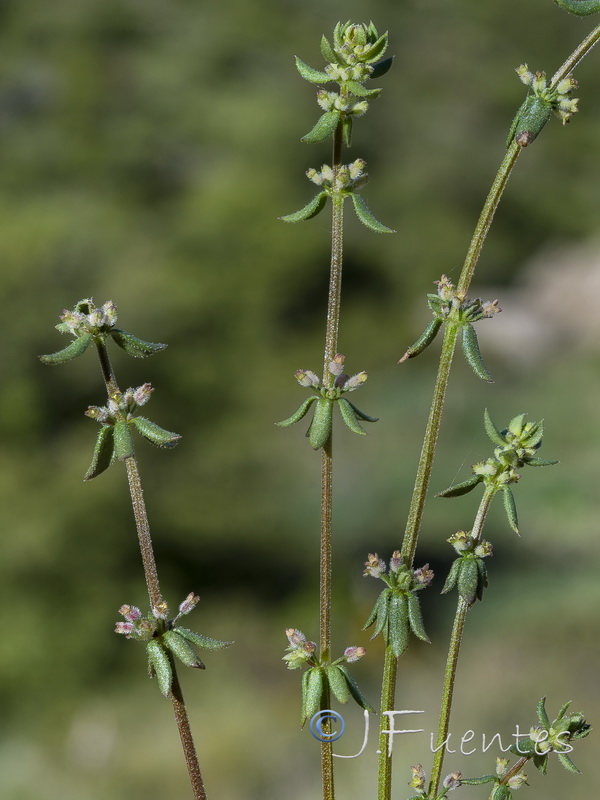 Galium verticillatum.01