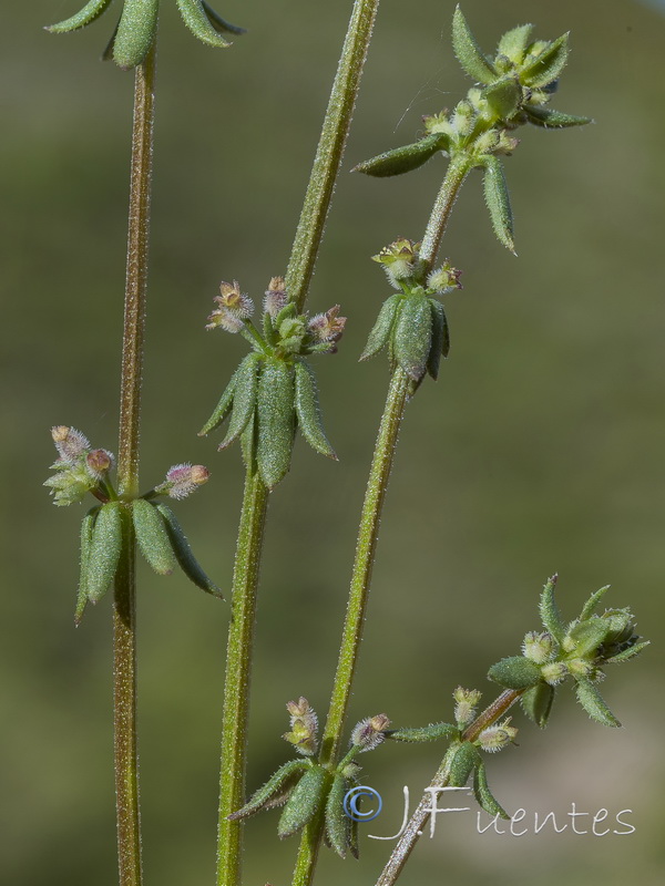 Galium verticillatum.02