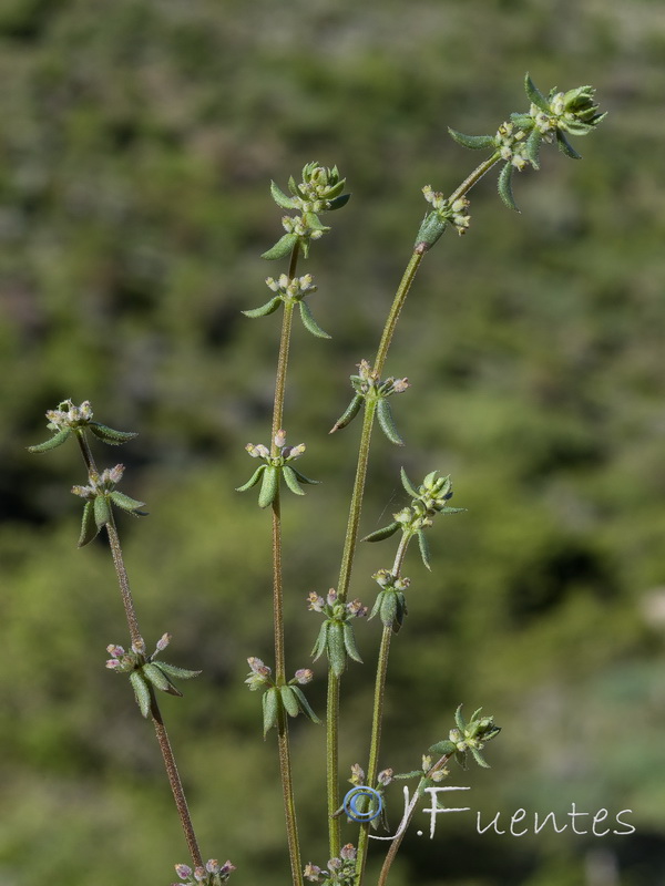 Galium verticillatum.03